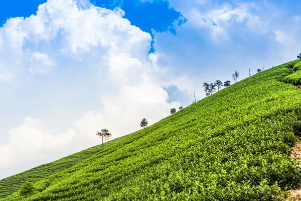 Jardín de té verde en la colina —  Fotos de Stock