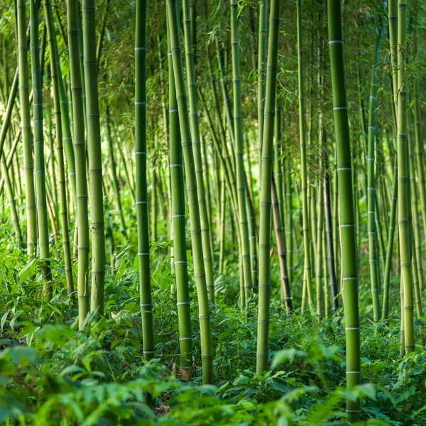 Sfondo foresta di bambù — Foto Stock