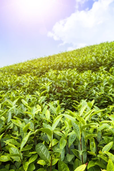Jardín de té verde en la colina — Foto de Stock