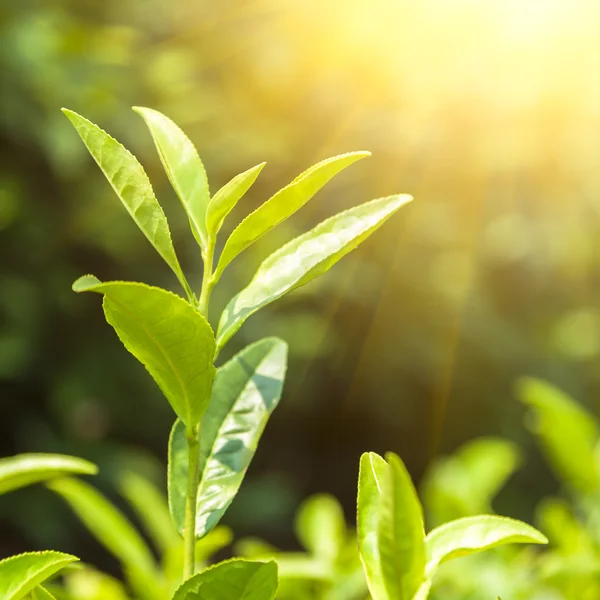 Pączek i liście zielonej herbaty — Zdjęcie stockowe