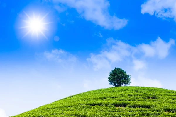 Giardino del tè verde sulla collina — Foto Stock