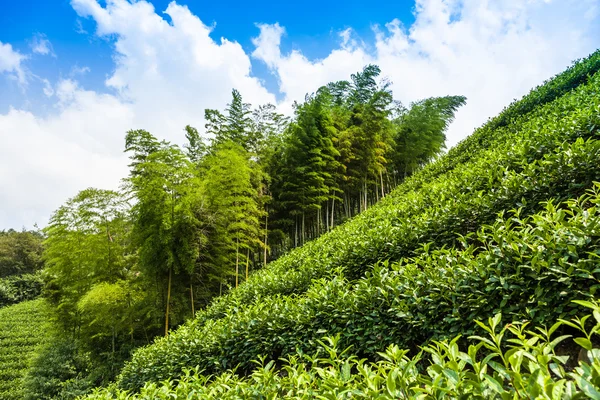 Plantações de chá e árvores na colina — Fotografia de Stock