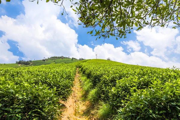 Plantações de chá e árvores na colina — Fotografia de Stock
