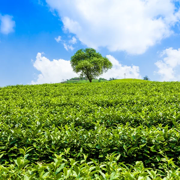 Teeplantagen und Bäume auf dem Hügel — Stockfoto