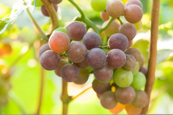 Gros plan de raisins dans un vignoble — Photo