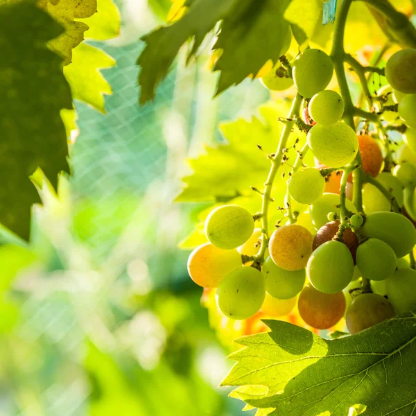 Primer plano de las uvas en un viñedo — Foto de Stock