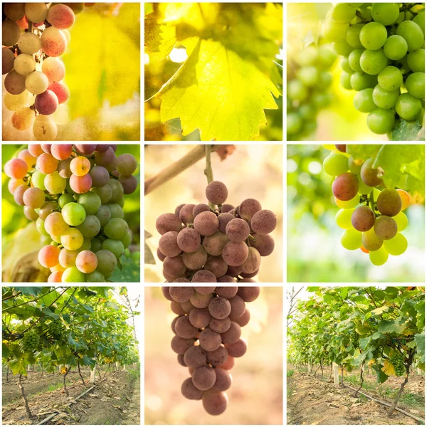 Collage de raisins et d'images de vignobles — Photo