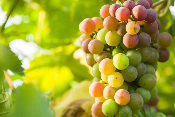 Gros plan de raisins dans un vignoble — Photo
