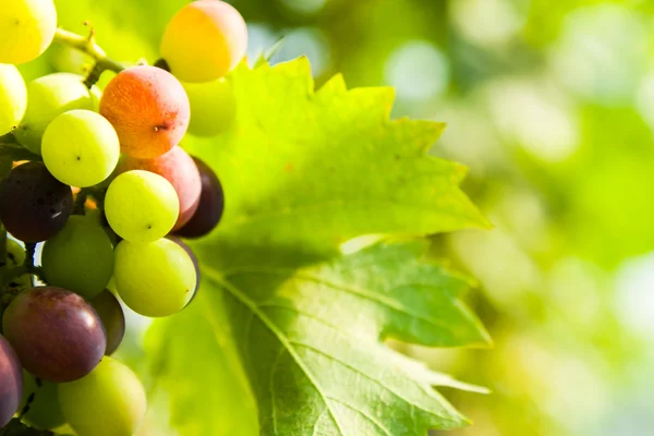Gros plan de raisins dans un vignoble — Photo