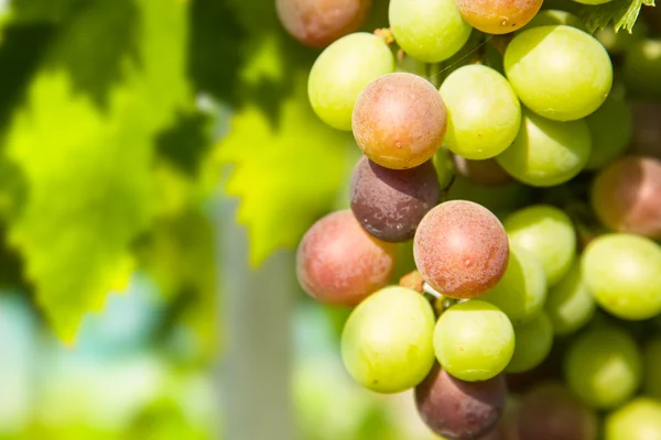 Nahaufnahme von Trauben in einem Weinberg — Stockfoto