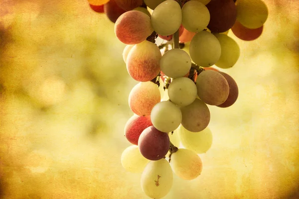 Nahaufnahme der Trauben vor dem Hintergrund der Weinlese — Stockfoto