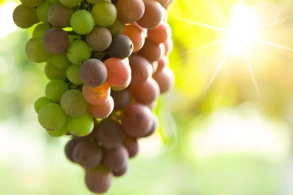 Nahaufnahme von Trauben in einem Weinberg — Stockfoto