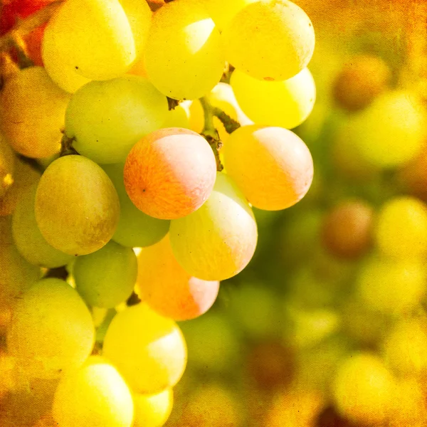 Primer plano de las uvas sobre fondo vintage —  Fotos de Stock