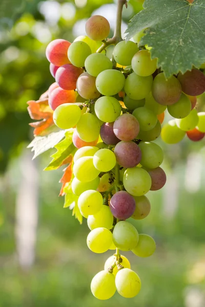 Closeup of grapes in a vineyard — Stock Photo, Image
