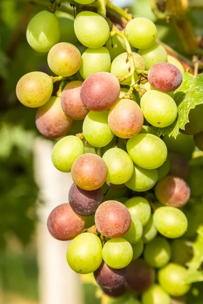 Primer plano de las uvas en un viñedo — Foto de Stock