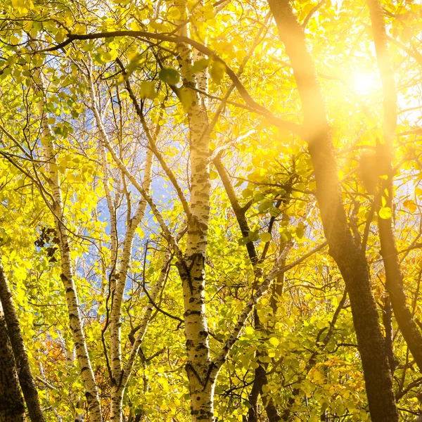 Jesień liście tło w słoneczny dzień — Zdjęcie stockowe