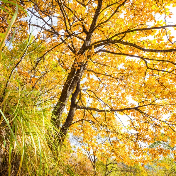 阳光明媚的秋叶背景 — 图库照片