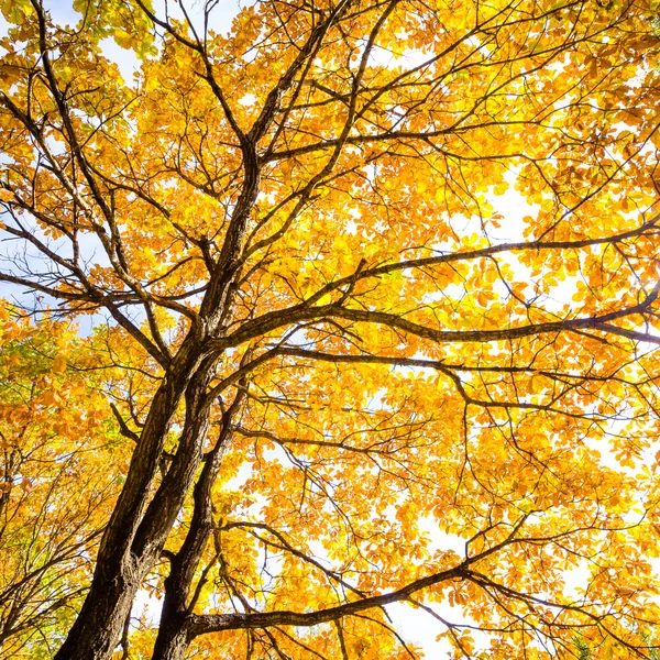 Осіннє листя фону в сонячний день — стокове фото