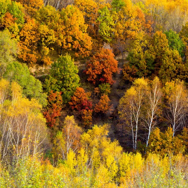 Bosque de otoño —  Fotos de Stock