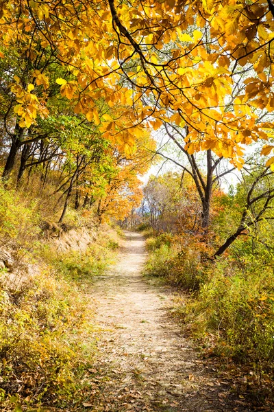 Camino de Otoño —  Fotos de Stock