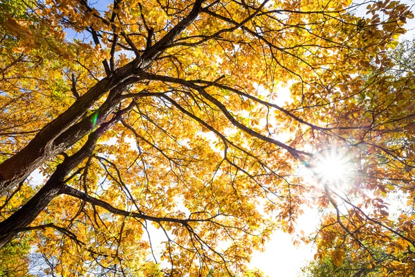 Autumn leaves background in sunny day — Stock Photo, Image