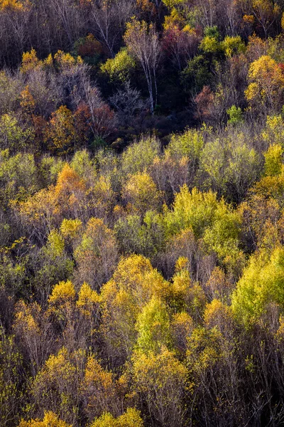 Bosque de otoño —  Fotos de Stock