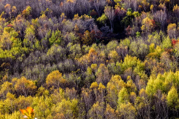 Höst skog — Stockfoto