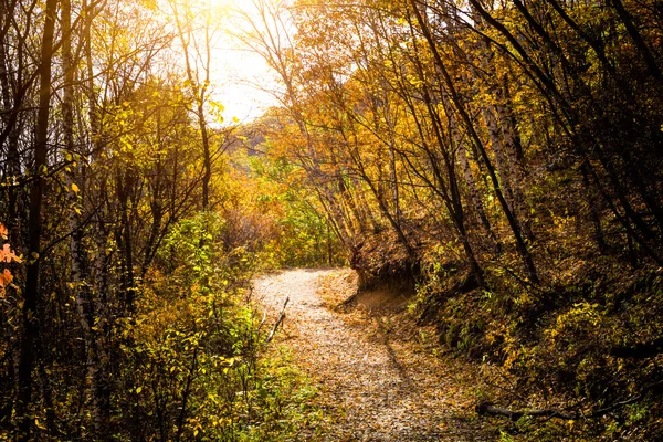 Herbstpfad — Stockfoto