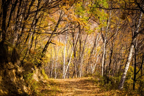 Camino de Otoño —  Fotos de Stock