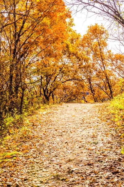 Sonbahar yolu — Stok fotoğraf