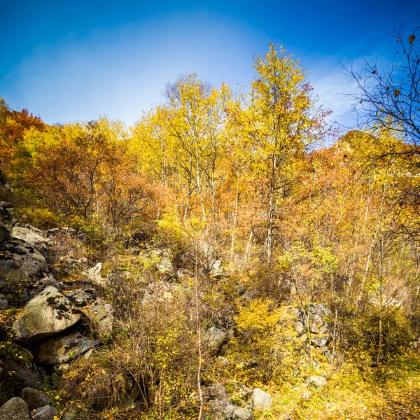 阳光明媚的秋叶背景 — 图库照片