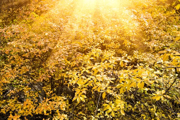 Herbst lässt Hintergrund in sonnigem Tag — Stockfoto
