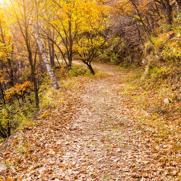 Percorso autunnale — Foto Stock