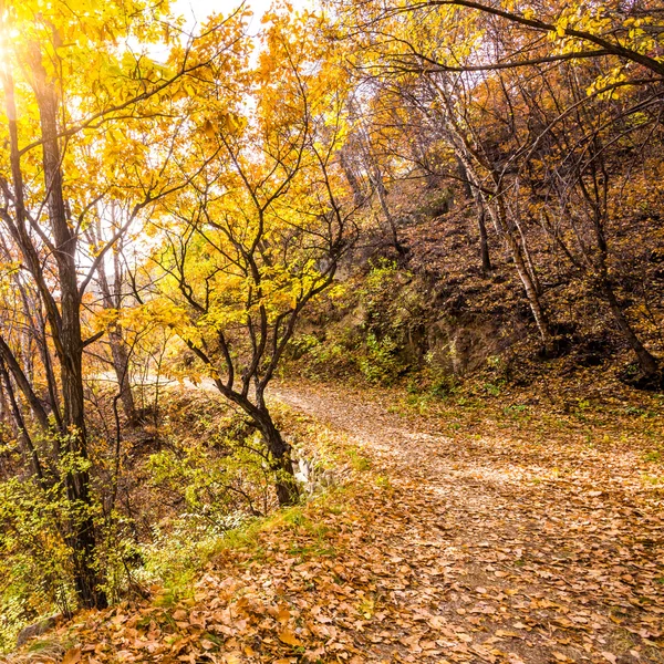 Autumn Pathway — Stock Photo, Image