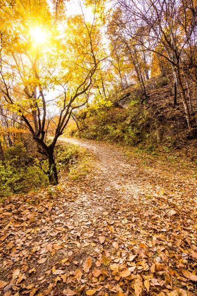 Sonbahar yolu — Stok fotoğraf