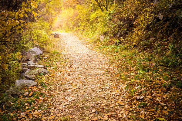 Sonbahar yolu — Stok fotoğraf