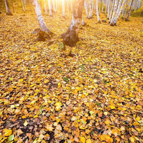 Forêt d'automne — Photo