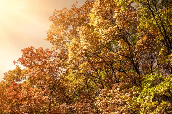 Herbst lässt Hintergrund in sonnigem Tag — Stockfoto