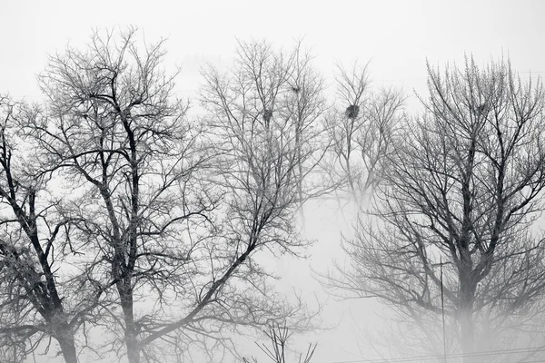 Árvores em nevoeiro — Fotografia de Stock