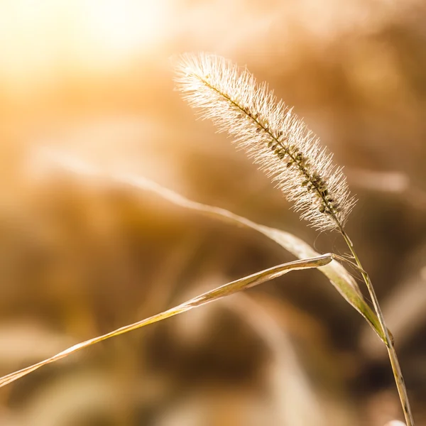 Luz del sol con setaria, hermoso fondo — Foto de Stock