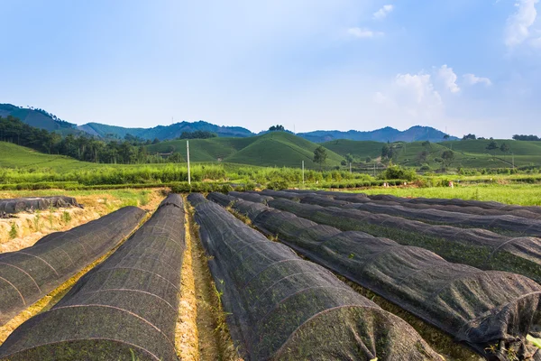 中国の温室野菜の栽培 — ストック写真