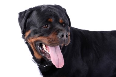 Rottweiler köpek