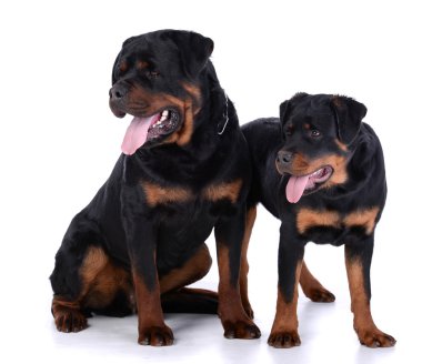 Rottweiler köpek