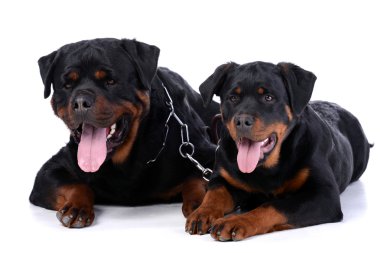 Rottweiler köpek