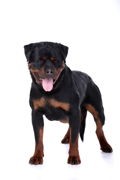 Rottweiler köpek — Stok fotoğraf