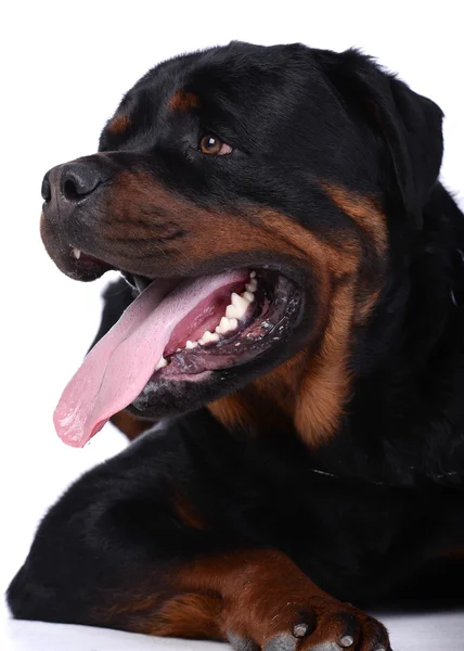 Rottweiler dog — Stock Photo, Image