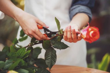 Close. Genç kadın çiçekçi çiçekçi dükkanında gül budama.