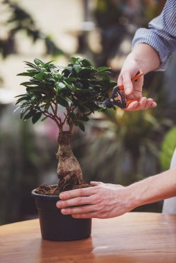 Close. Erkek çiçekçi serada bir bitki budama.