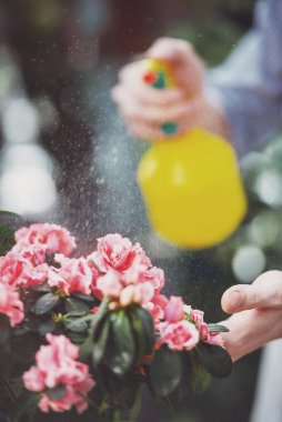 Erkek çiçekçi çiçekçidükkanında çiçek püskürtüyor. Çiçeklere odaklanın.