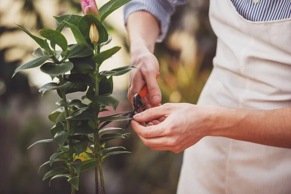 クローズ アップ 温室で植物を剪定する男性の花屋 — ストック写真